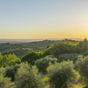 טיול מסביליה אל חוות שמן זית (Olive Oil Farm)